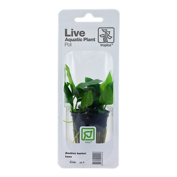 Tropica PCS Pot Anubias Barteri Nana x 3